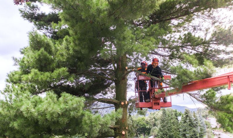 Hickory Tree Pruning