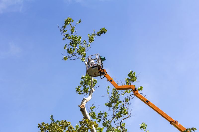 Hickory Tree Pruning