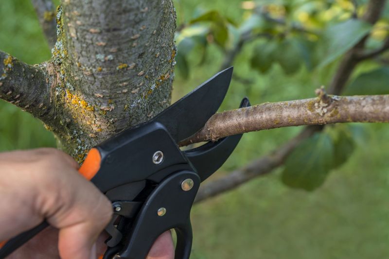 Hickory Tree Pruning