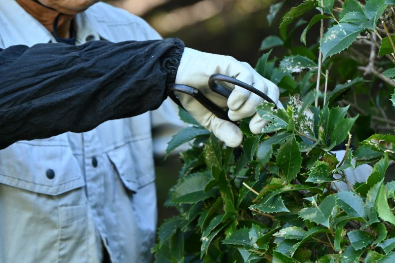 Hickory Tree Pruning