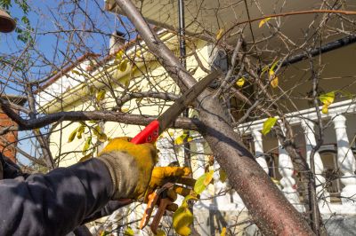 Hickory Tree Pruning