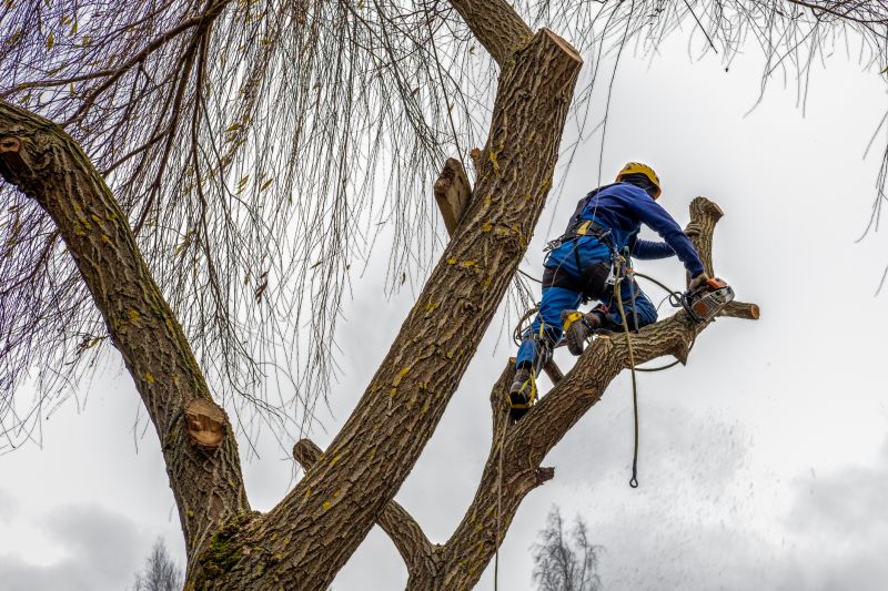 Hickory Tree Pruning