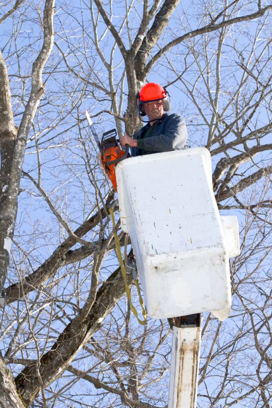 Hickory Tree Pruning
