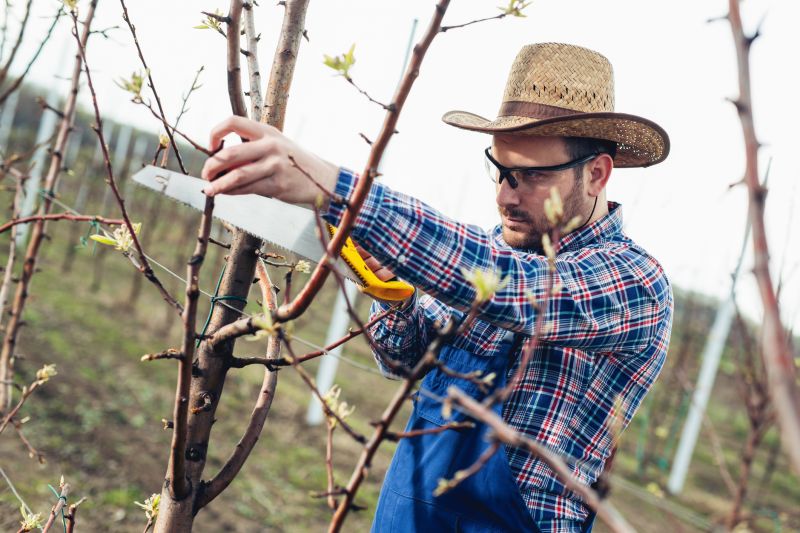 Young Hickory Tree Pruning