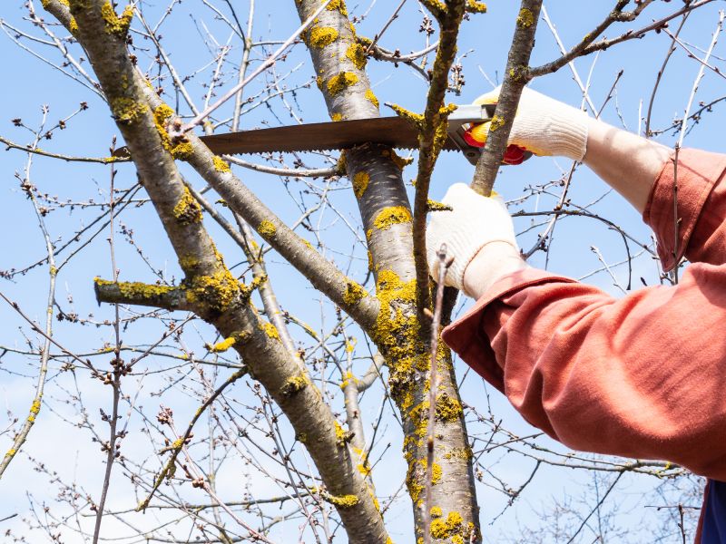 Hickory Pruning for Disease Prevention
