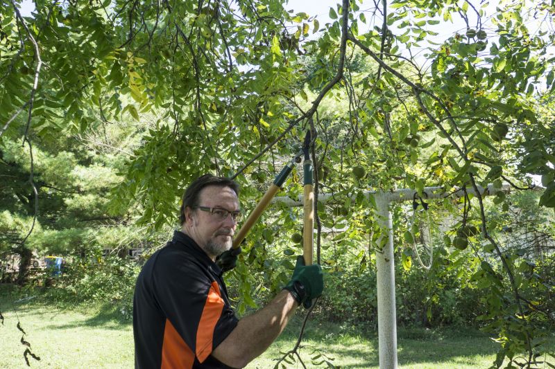 Mature Hickory Tree Pruning