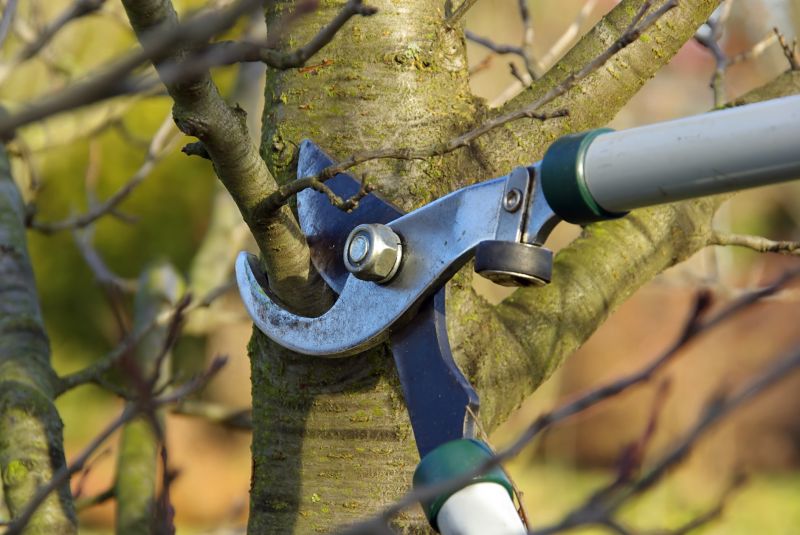 Pruning for Tree Health