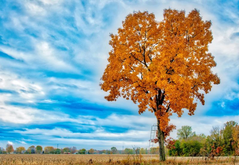 Remove Dangerous Branches