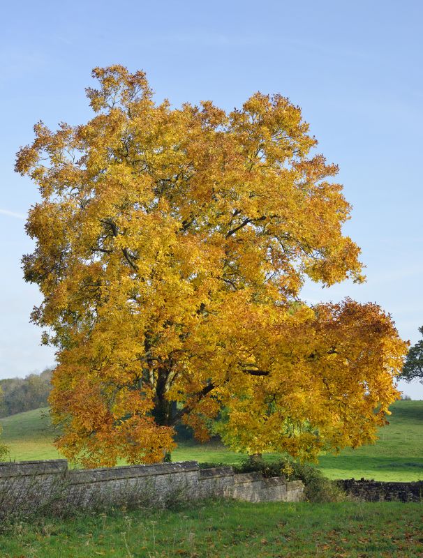 Improve Tree Shape
